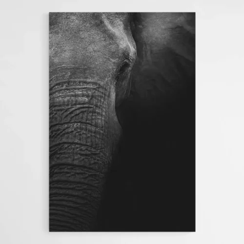 Tableau Photo Éléphant
