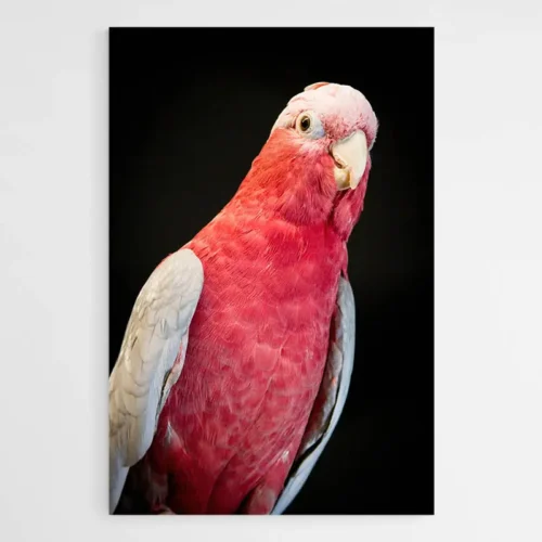 Tableau Perroquet Rose