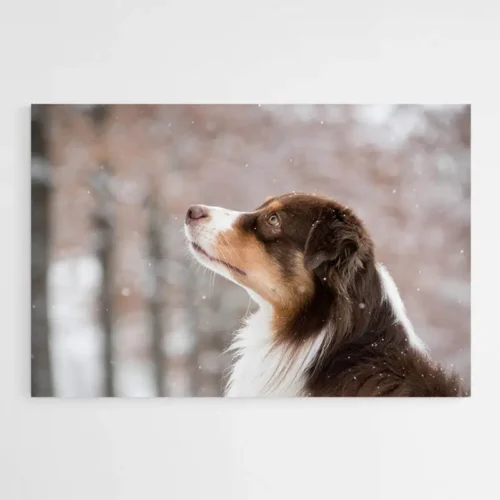 Tableau Berger Australien