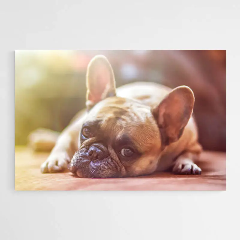 Tableau Bouledogue