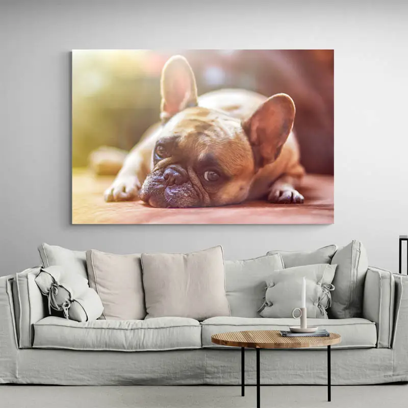 Tableau Bouledogue