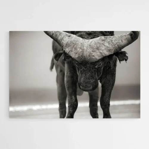 Tableau Buffle