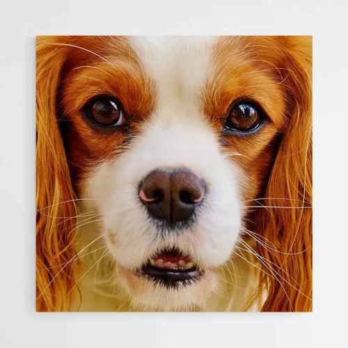 Tableau Cavalier King Charles