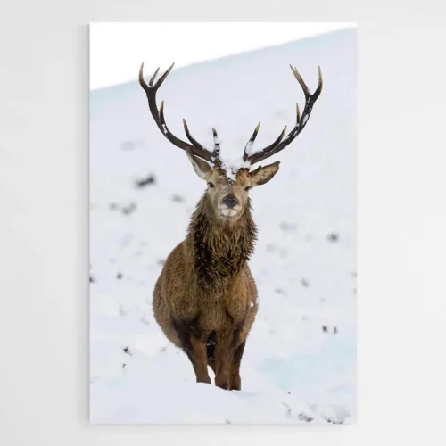 Tableau Cerf dans la Neige