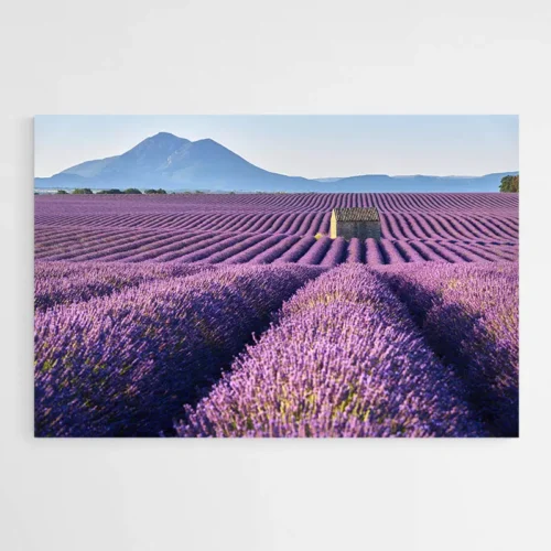 Tableau Champ de Lavande