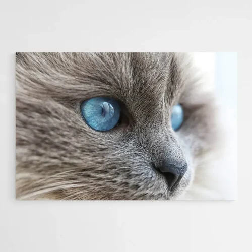 Tableau Chat Gris Yeux Bleus