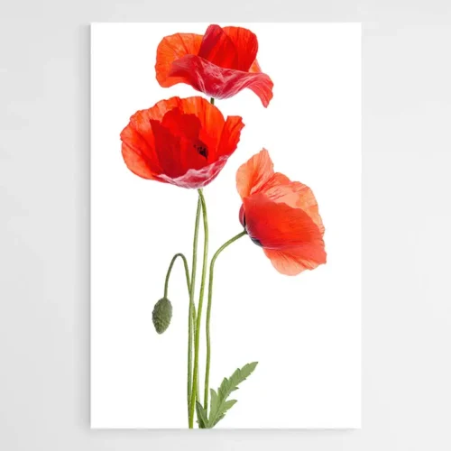 Tableau Coquelicot Rouge