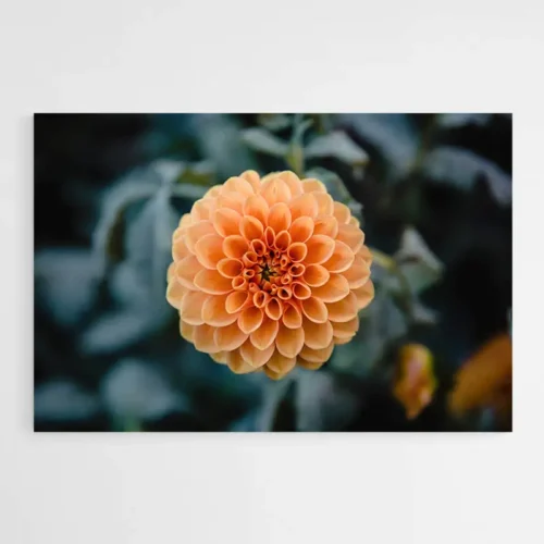 Tableau Dahlia