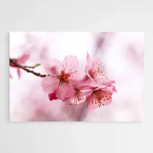 Tableau Fleur de Cerisier