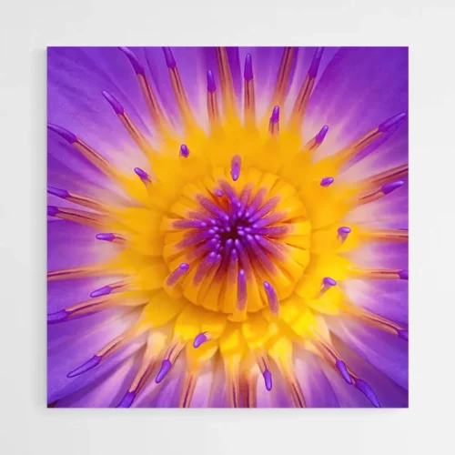 Tableau Fleur de Lotus