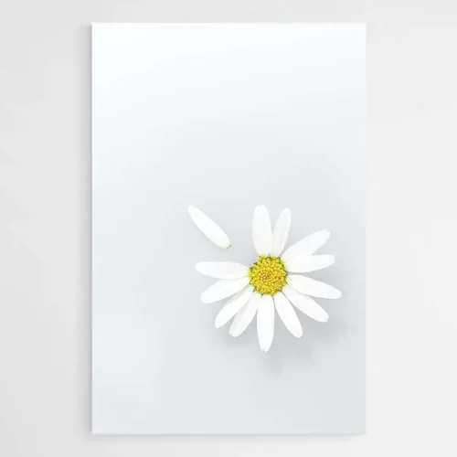 Tableau Fleur Marguerite