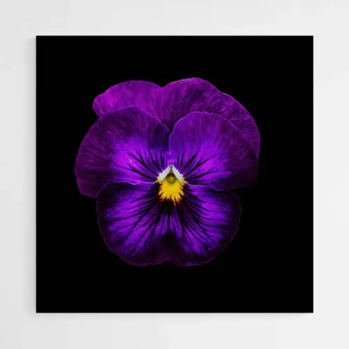 Tableau Fleur Violette