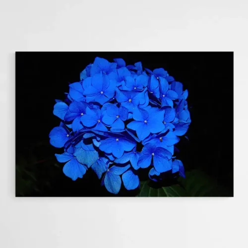 Tableau Hortensia Bleu
