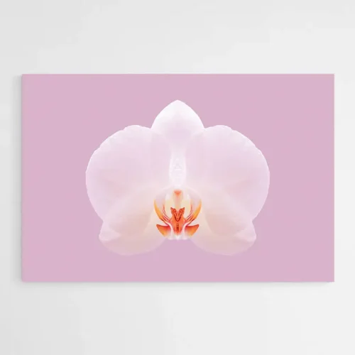 Tableau Orchidée Blanche