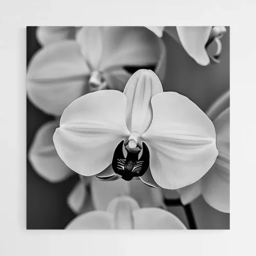 Tableau Orchidée Noir et Blanc