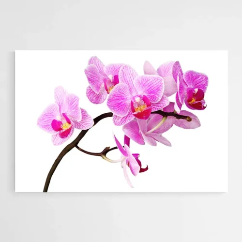 Tableau Orchidée Rose