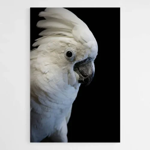 Tableau Perroquet Blanc