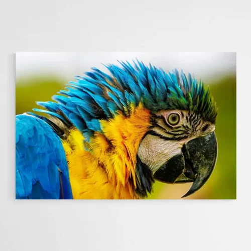 Tableau Perroquet Original