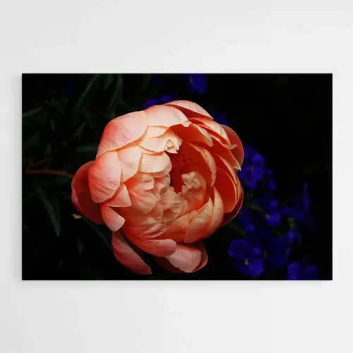 Tableau Pivoine