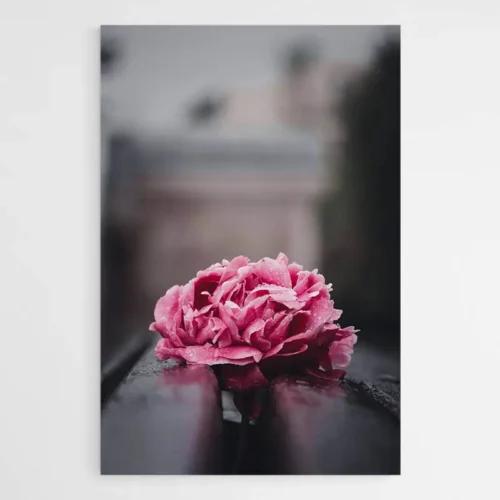 Tableau Pivoine Rose