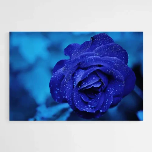 Tableau rose bleue