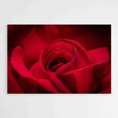 Tableau Rose Rouge