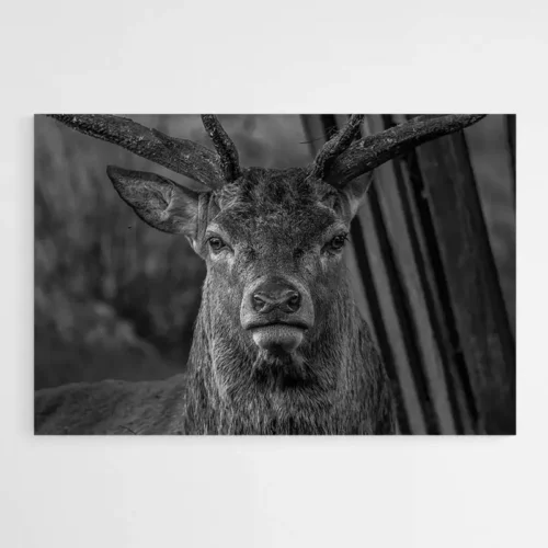 Tableau Tête de Cerf