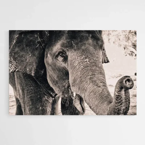 Tableau Tête d'Éléphant