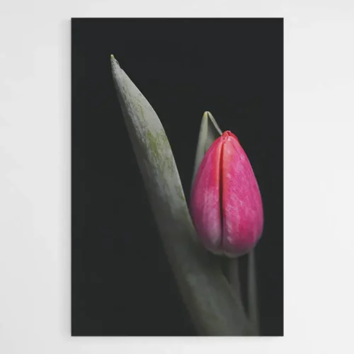 Tableau Tulipe Rouge
