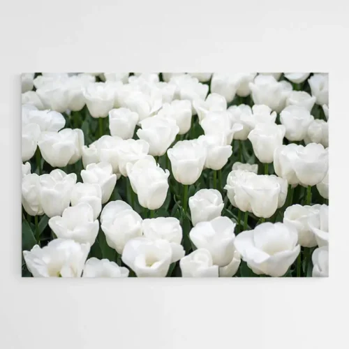 Tableau Tulipes Blanches