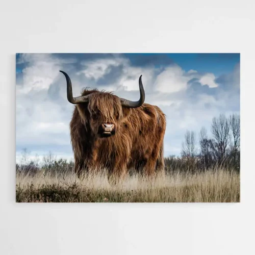 Tableau Vache Highland